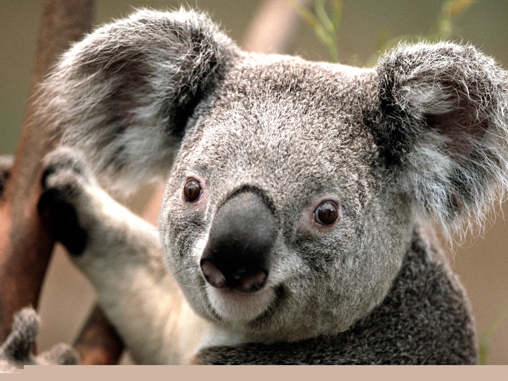 Koala